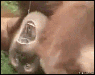 Orangutan_drinks_urine