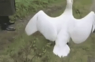 878dcd739dca7168080fa3927af