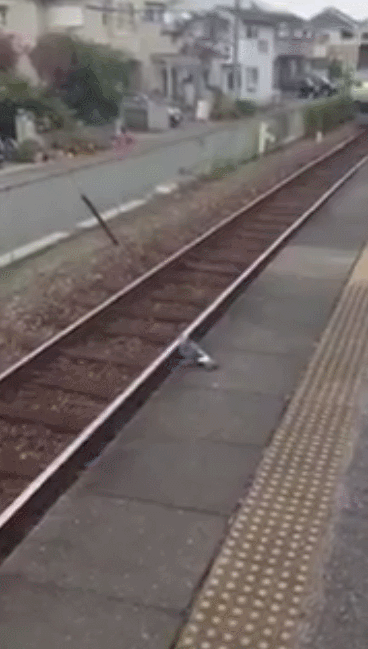bird and train