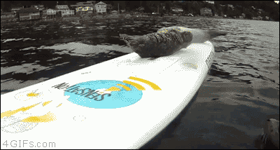 1445783776_125055514