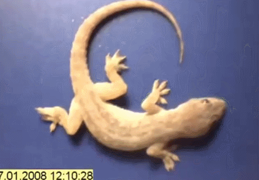 41674тлнсакяч