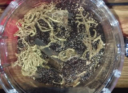 наяамаманям