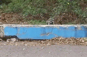 1445867721-e9447f8a76e82140d92db00cfddd8ed1