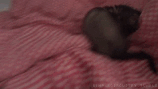 tumblr_nx0jzlbc0d1s02vreo6_400