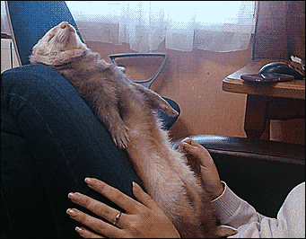 tumblr_nx0jzlbc0d1s02vreo9_400