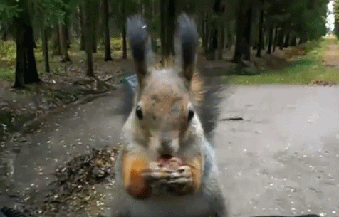 gifki-gif-animatsia-belka-na-ruke-386275