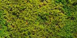 fst_677mtwtij5w[1]8