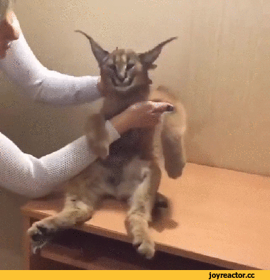 kokaakalnakoz2568828