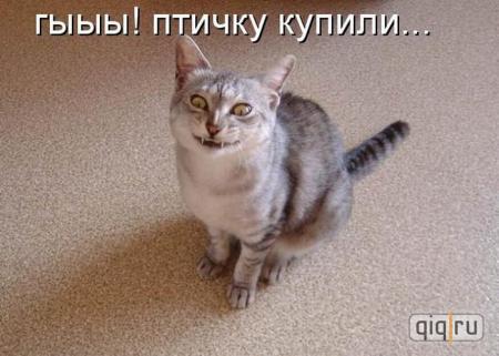 luchshie_kotomatritsy_nedeli_chast_17_50_foto_758354[1]