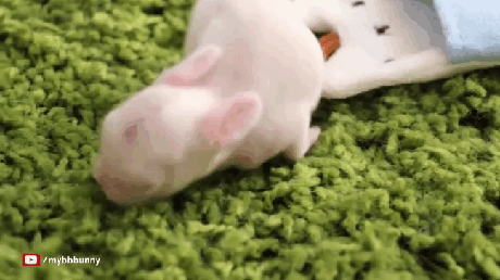 1446925184_500866813