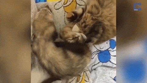 1446921586_691266550