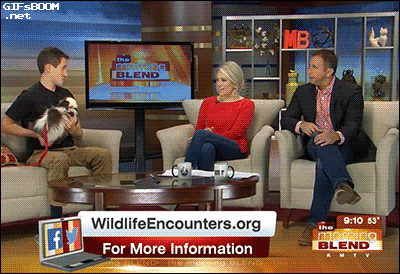 -скунс-песочница-2569980