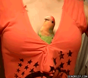 Fungif_28 (1)