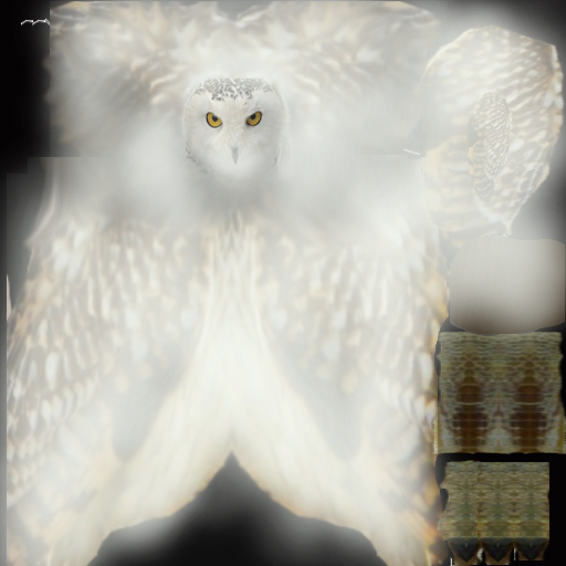 Owl_1