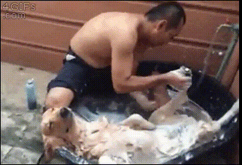 _собаки