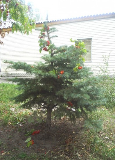 Рябина на ёлке