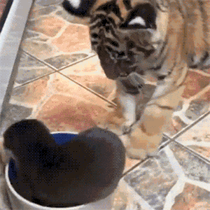 1447417278_1955283271