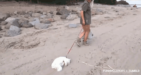 Fungif_18 (2)