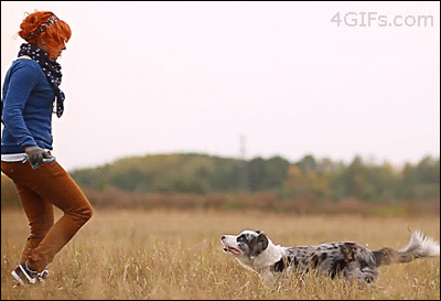 gifki_s_sobakami_004_yapfiles.ru