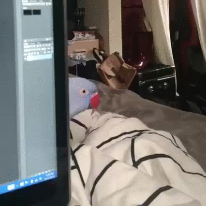 gif-попугай-живность-2589430.jpeg