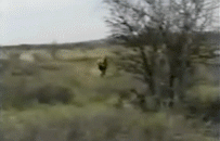 83174344549562_1287387514_39