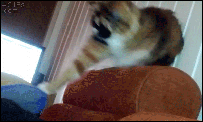 1420619388_gifs_25