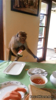 1415131097_daily_life_moments_are_hilarious_in_gifs_18