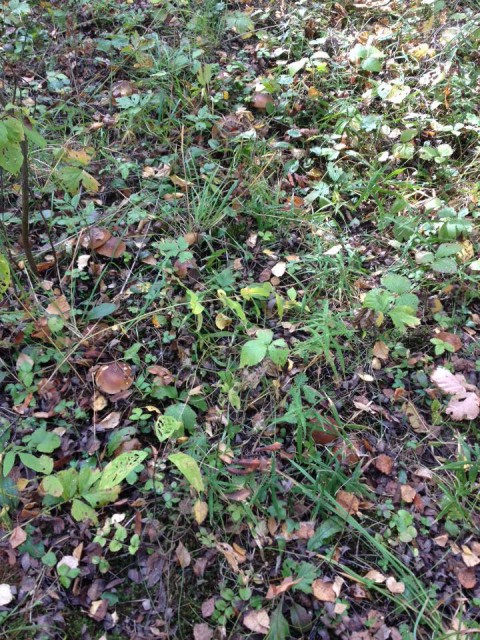 12039266_505557689625946_2942956104390447580_n