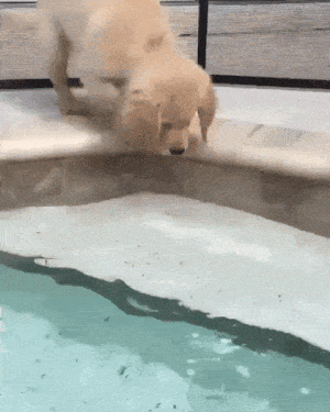 пес и бассейн