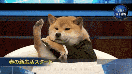 41222622620423_awkward_dogs_2015_32