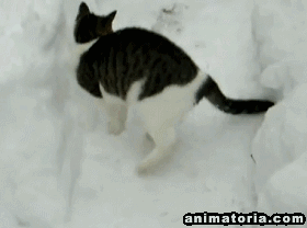 снег