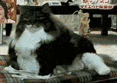 кот