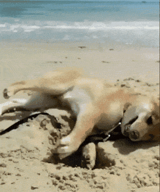 True determination - Imgur