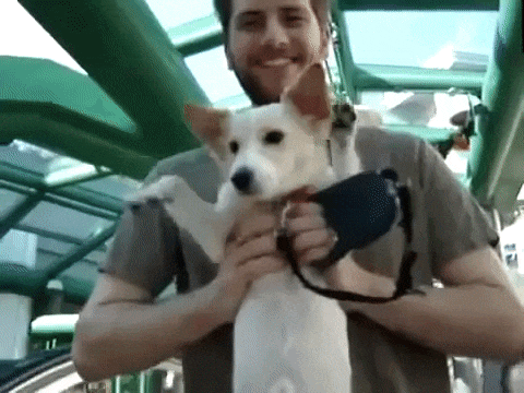 Пес на эскалаторе