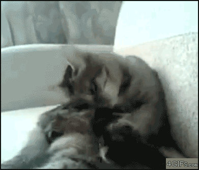 gifs_19