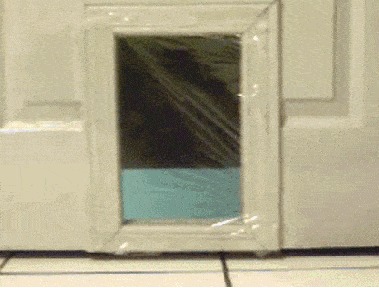 trolling_pets_07