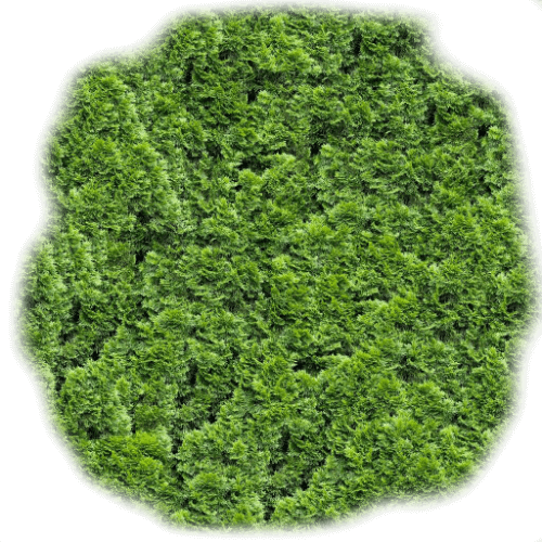 Grass_025-1 (1)