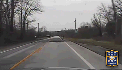 ДТП с оленем