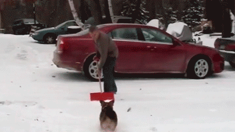 -собакен-радость-снег-2633793