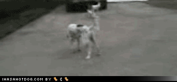 50610603768451_19062012-gifki-gifki-smeshnye-gifki-gifki-kote_4497959017