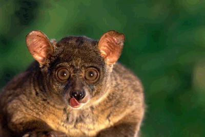 Теребонька