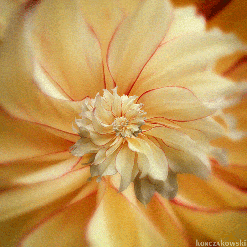 konczakowski.tumblr.com