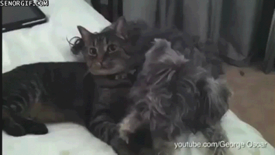 97765845880238_1449312461_11