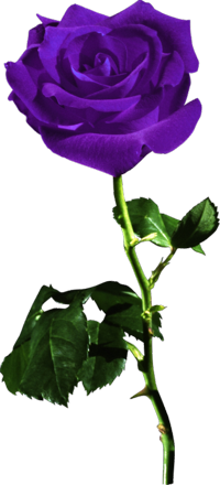пнг роза1