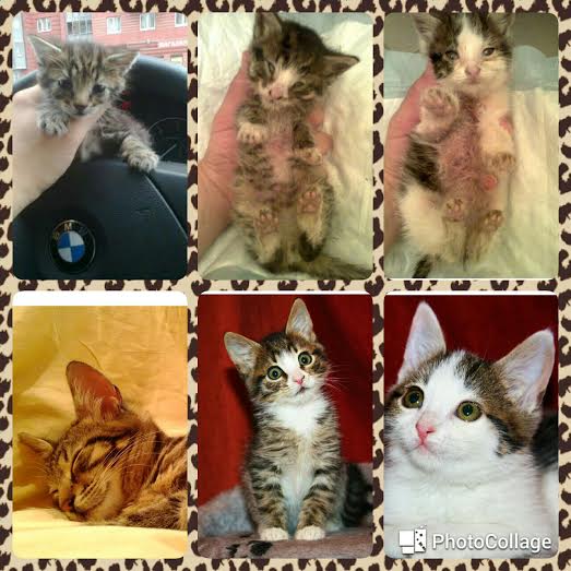 c82ede8b-9b0d-4f14-b025-0a9d82533c71