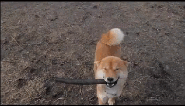 счастливый пес