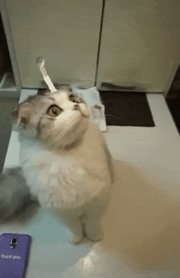 Глубоководный кот