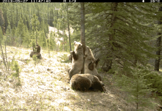 01-trail-cam-animals-funny-when-humans-arent-around