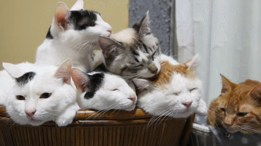 17104857611816_6875c0_orig_