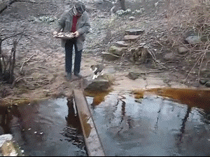 0fe797313eae2a16ab308adf941